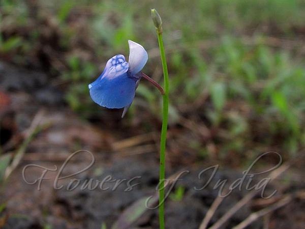 Malabar Bladderwort